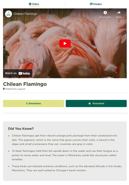 chilean flamingo fact sheet on zoo app, favorited